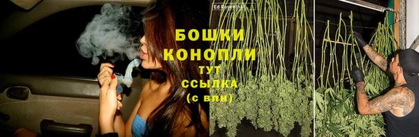 прущие грибы Аркадак